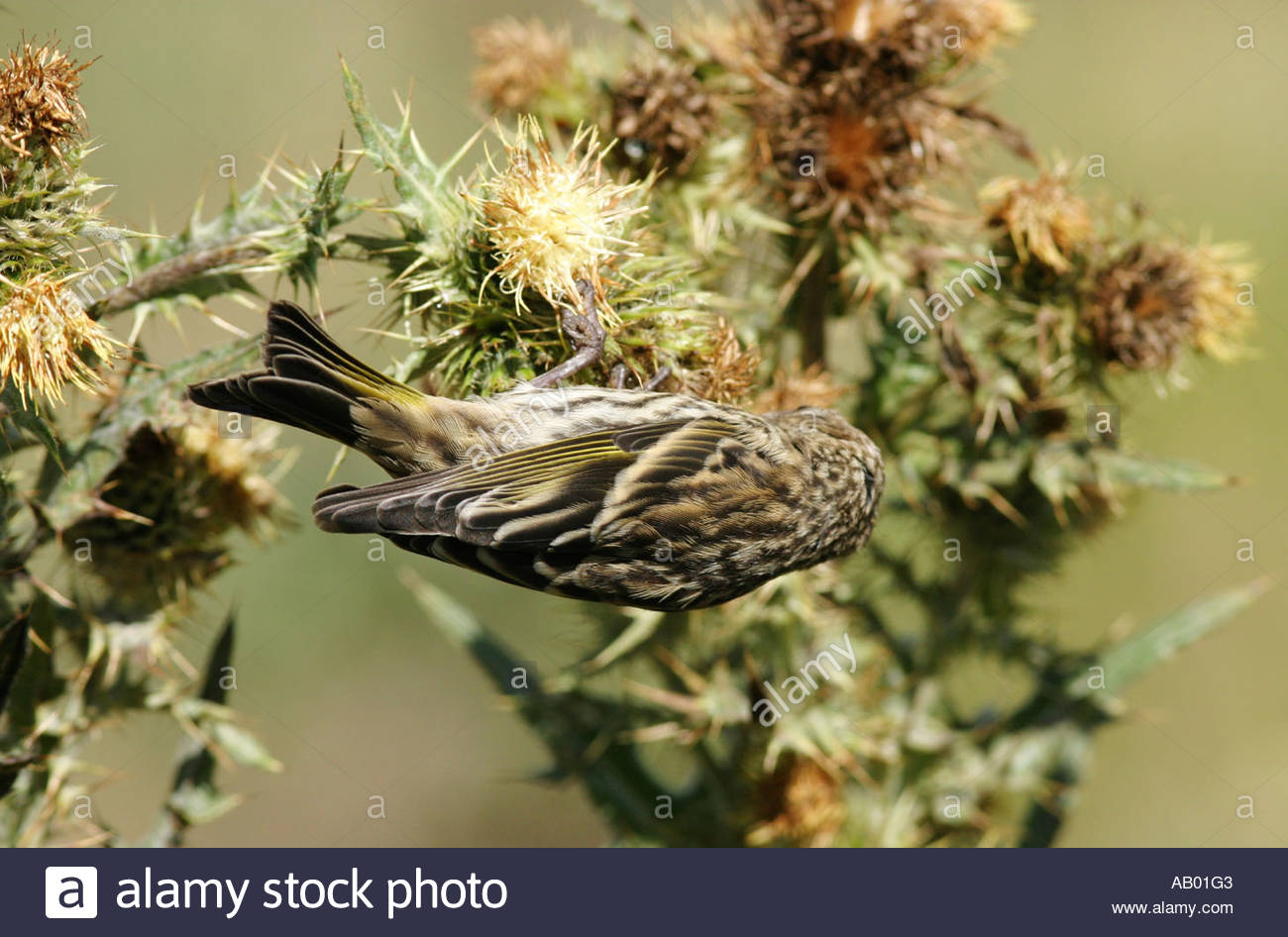 Pine Siskin Feeding On Thistle Upside Down Carduelis Pinus Stock