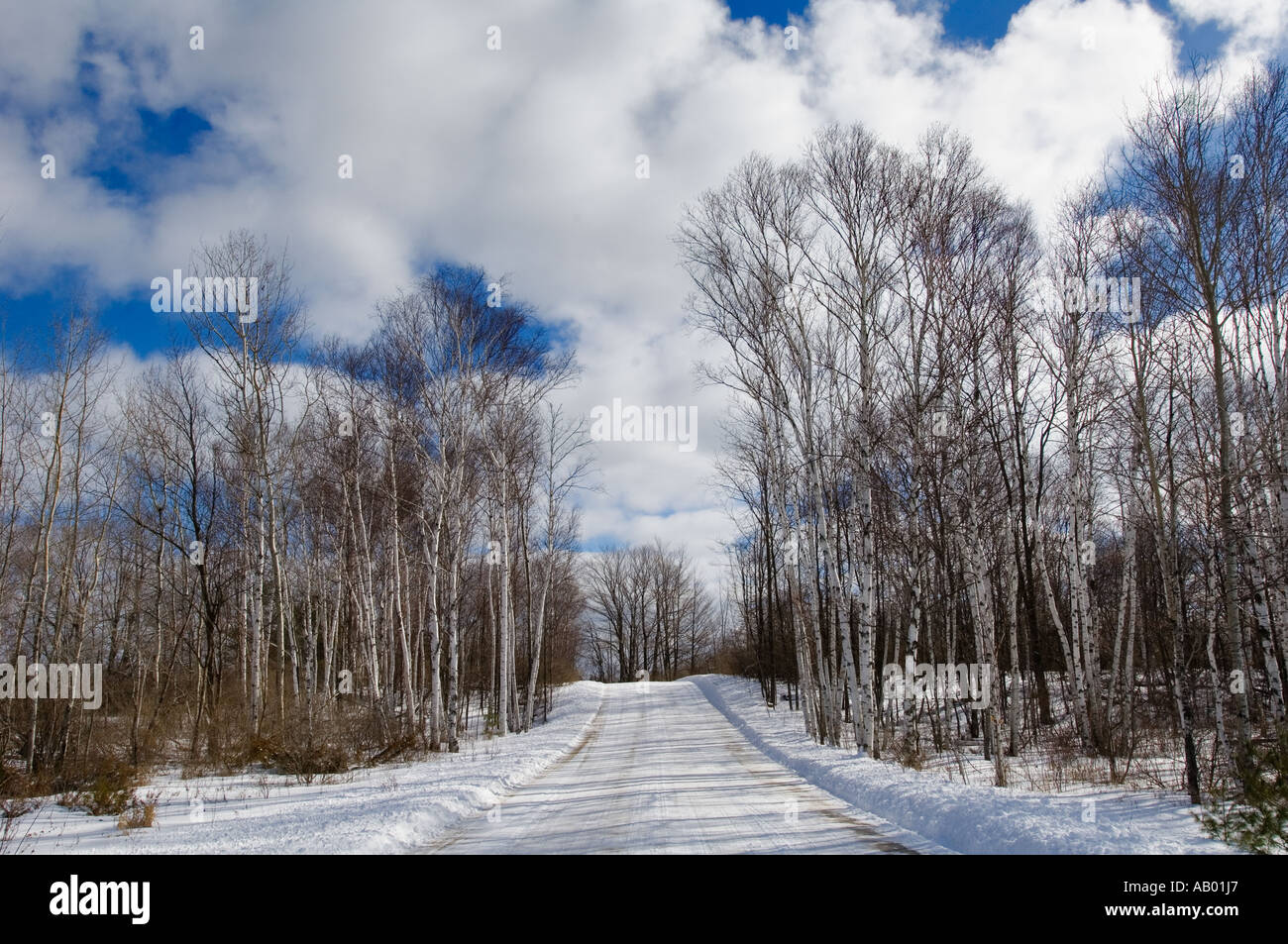 Snow Covered Road In Winter Birch Forest Door County