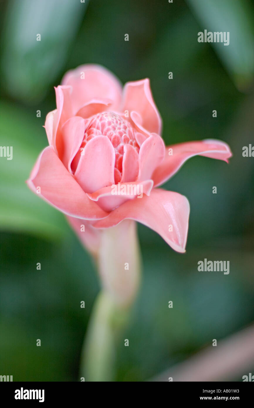 Torch ginger. Langkawi island Malaysia Stock Photo Alamy