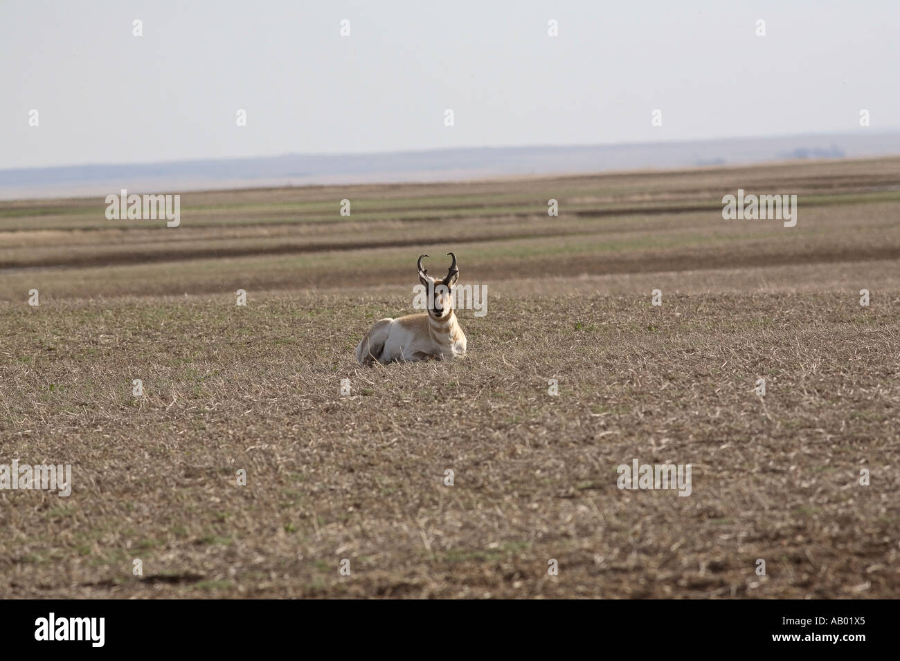 Pronghorn Antelope lying in stubble field in scenic Saskatchewan Canada Stock Photo