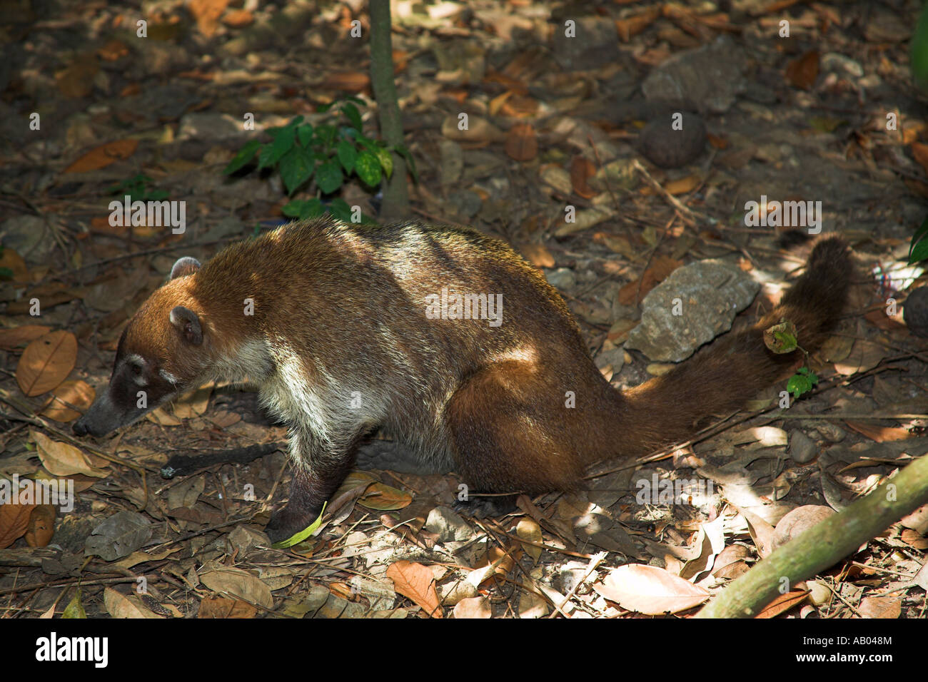 Animal foraging in the park, Parque La Venta, Villahermosa, Tabasco State,  Mexico Stock Photo - Alamy