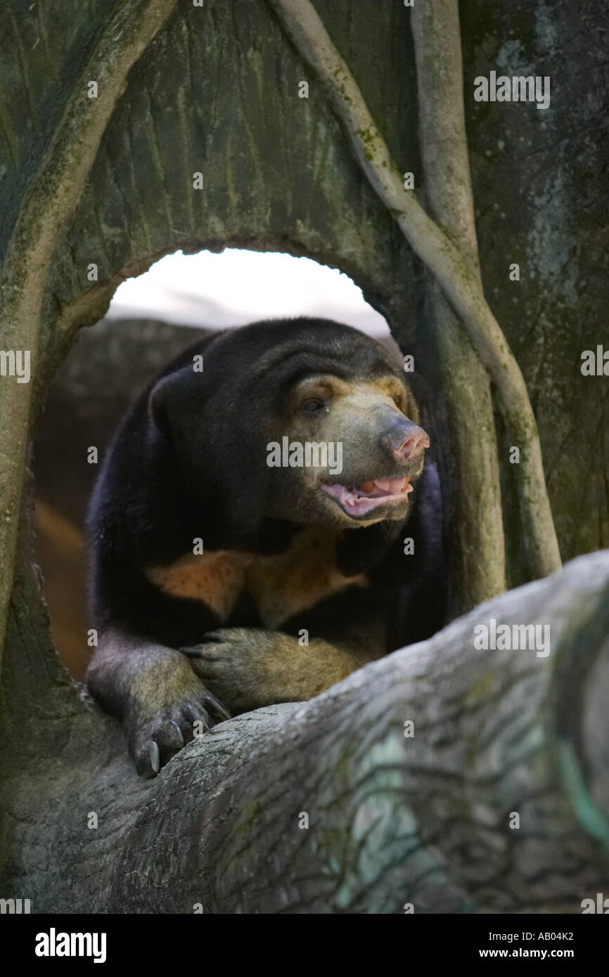 Malayan Sun Bear at Kuala Lumpur Zoo Malaysia Stock Photo - Alamy
