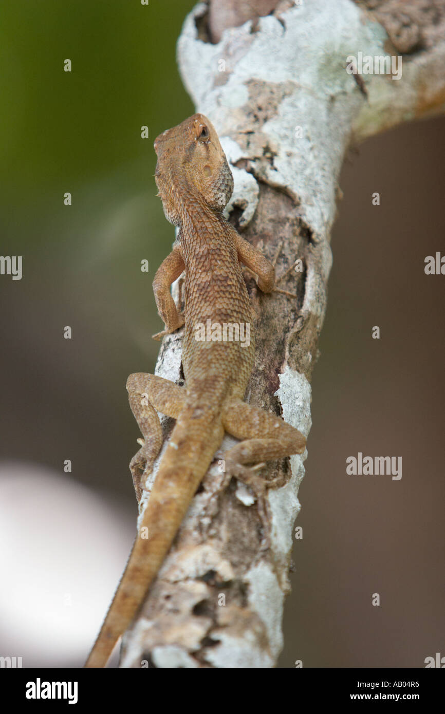 Oriental Garden Lizard Climbing On A Tree Langkawi Island Malaysia Stock Photo Alamy