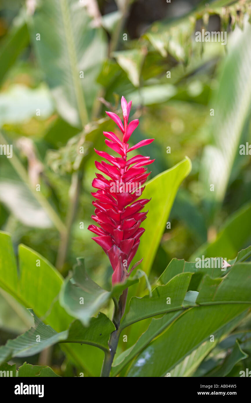 Red ginger. Langkawi island Malaysia Stock Photo Alamy