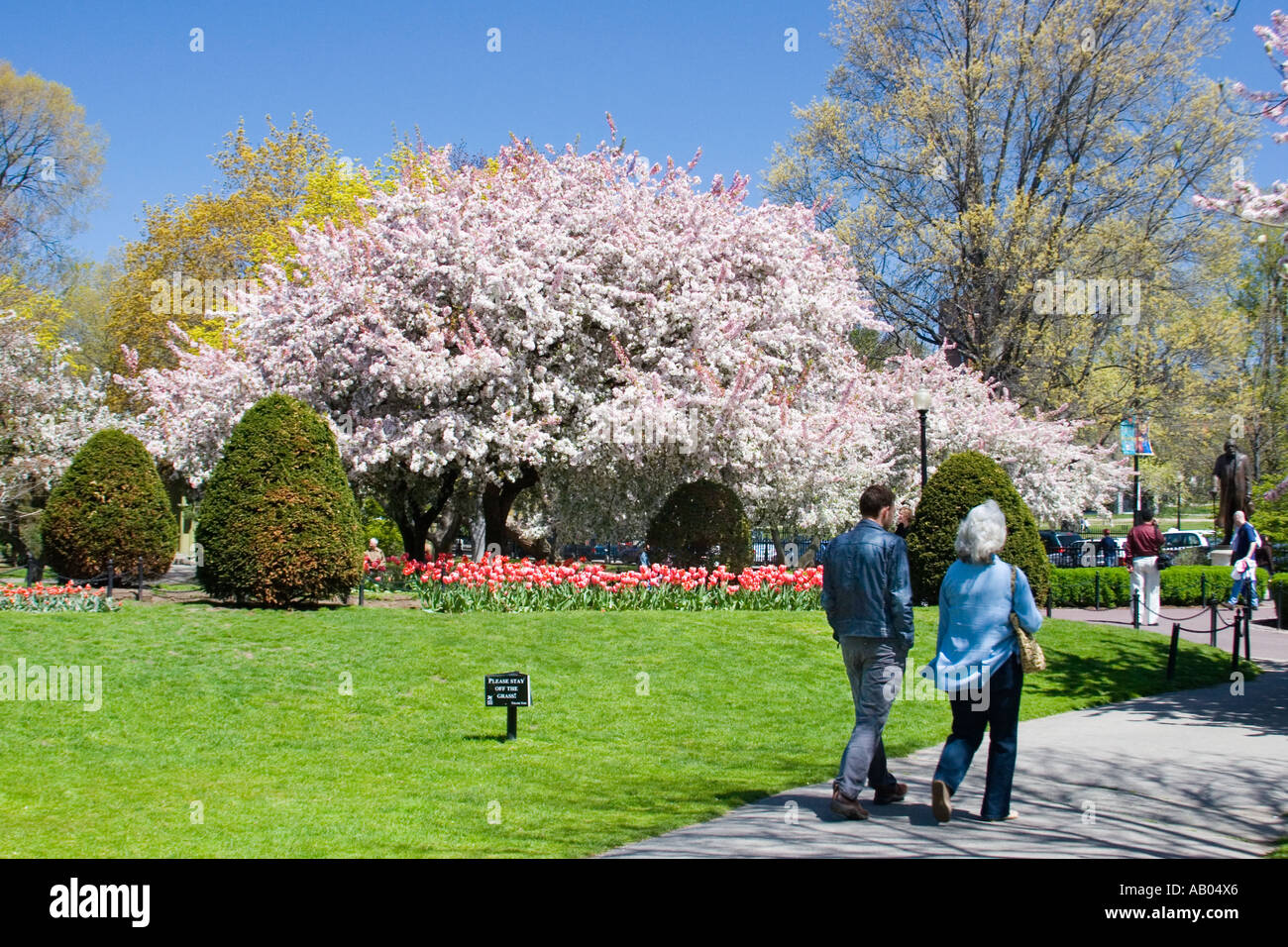Magnolia Tree and Flower Beds at the Boston Public Garden in downtown