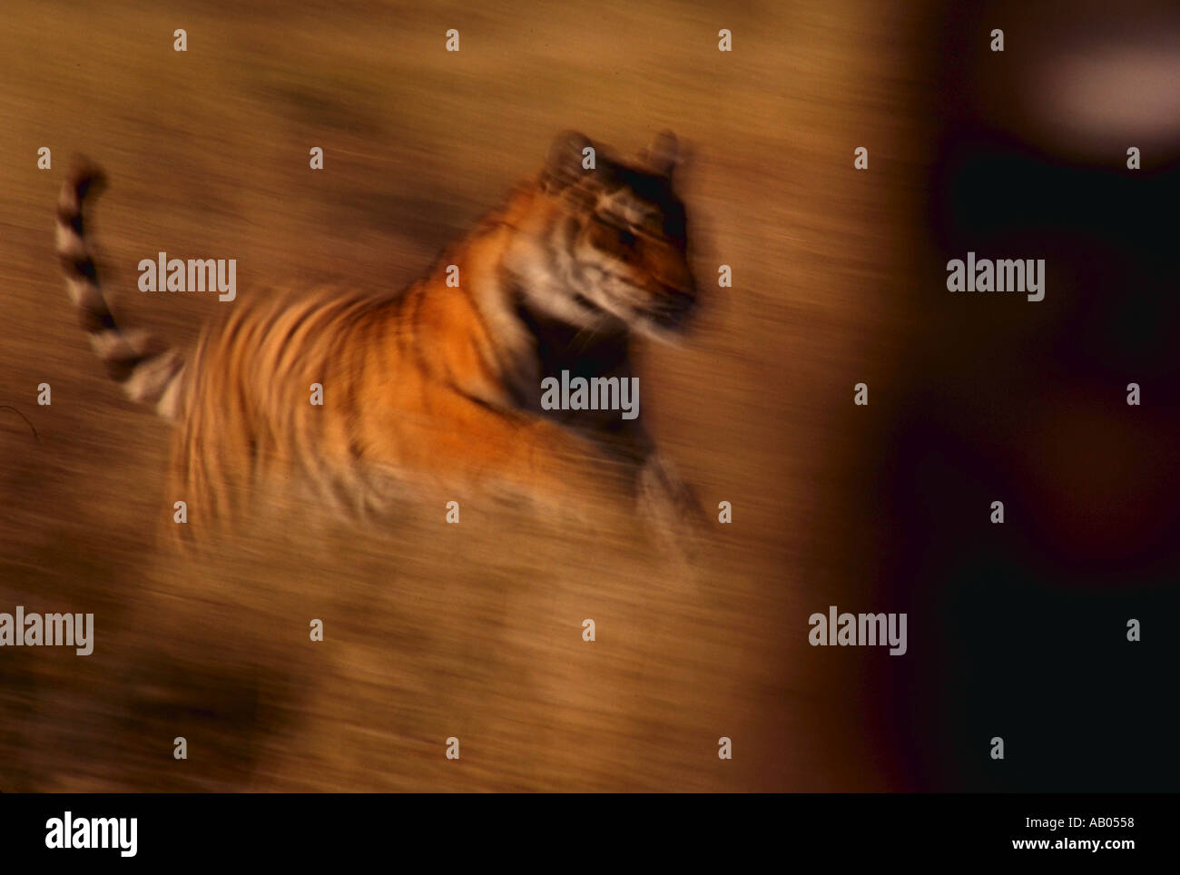 Siberian Tiger running Panthera tigris altaica Stock Photo