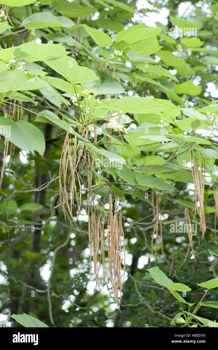 Chinese catalpa tree - Catalpa ovata Stock Photo
