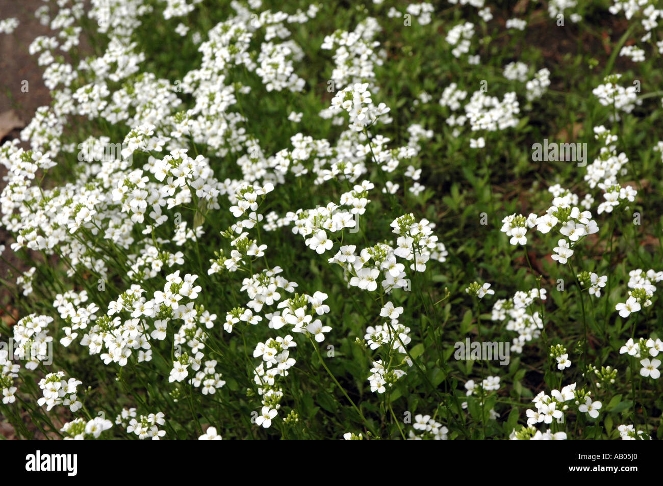 Running Rockcress flower Arabis procurrens Stock Photo