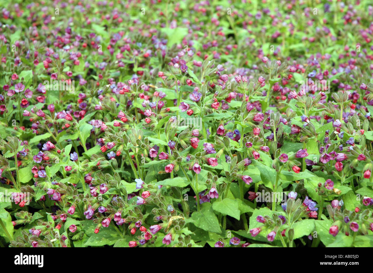 Suffolk lungwort Pulmonaria obscura Stock Photo