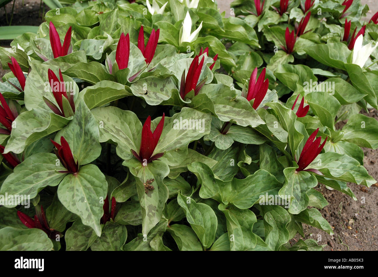 Giant Wake Robin (Trillium chloropetalum) also called Sessile Trillium or Giant Trillium Stock Photo