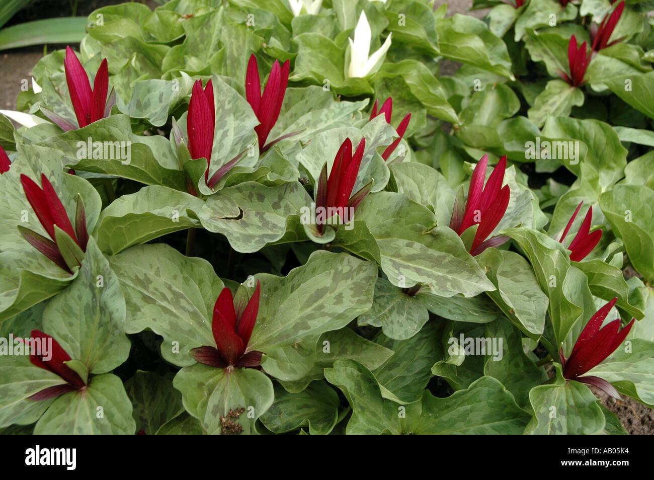 Giant Wake Robin (Trillium chloropetalum) also called Sessile Trillium or Giant Trillium Stock Photo