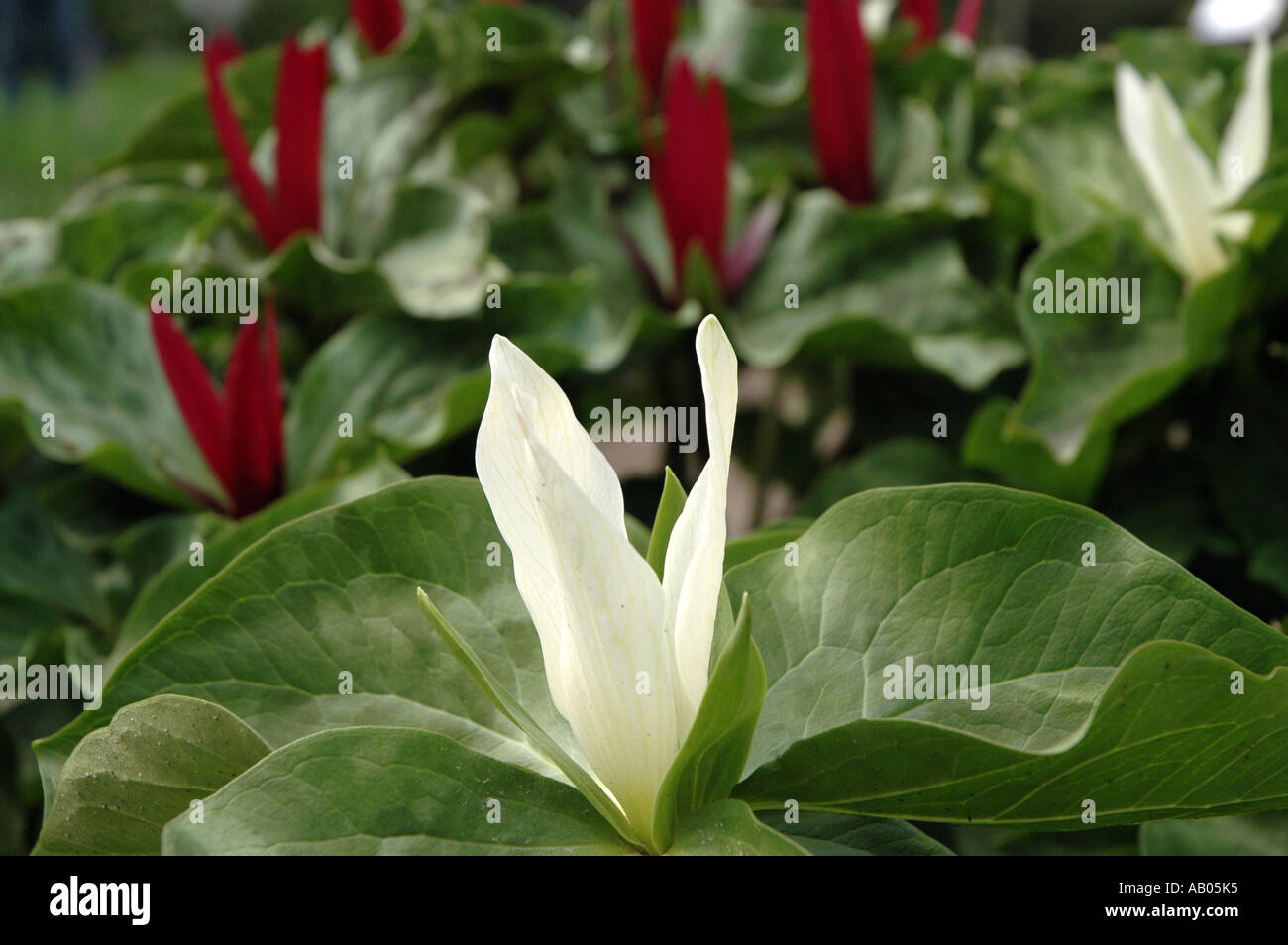 Giant Wake Robin (Trillium chloropetalum) also called Sessile Trillium or Giant Trillium Stock Photo