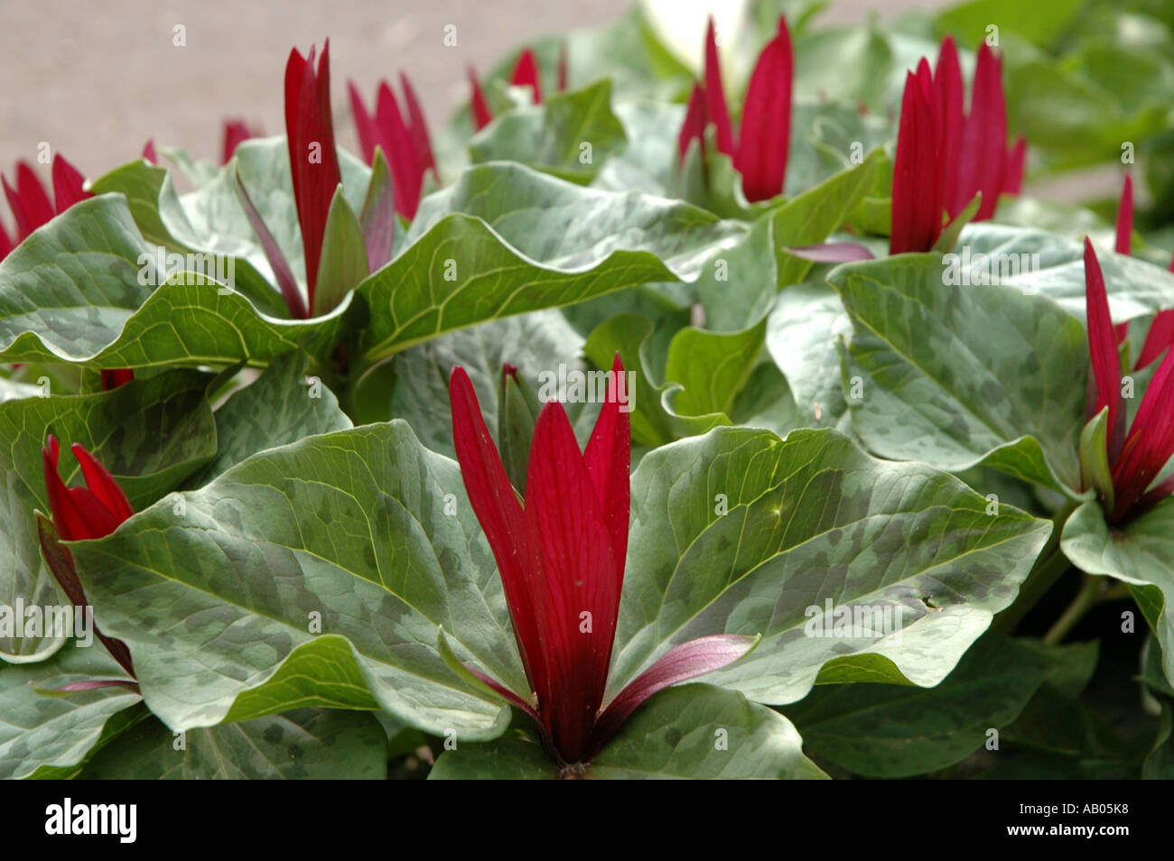 Giant Wake Robin (Trillium chloropetalum) also called Sessile Trillium or Giant Trillium Stock Photo
