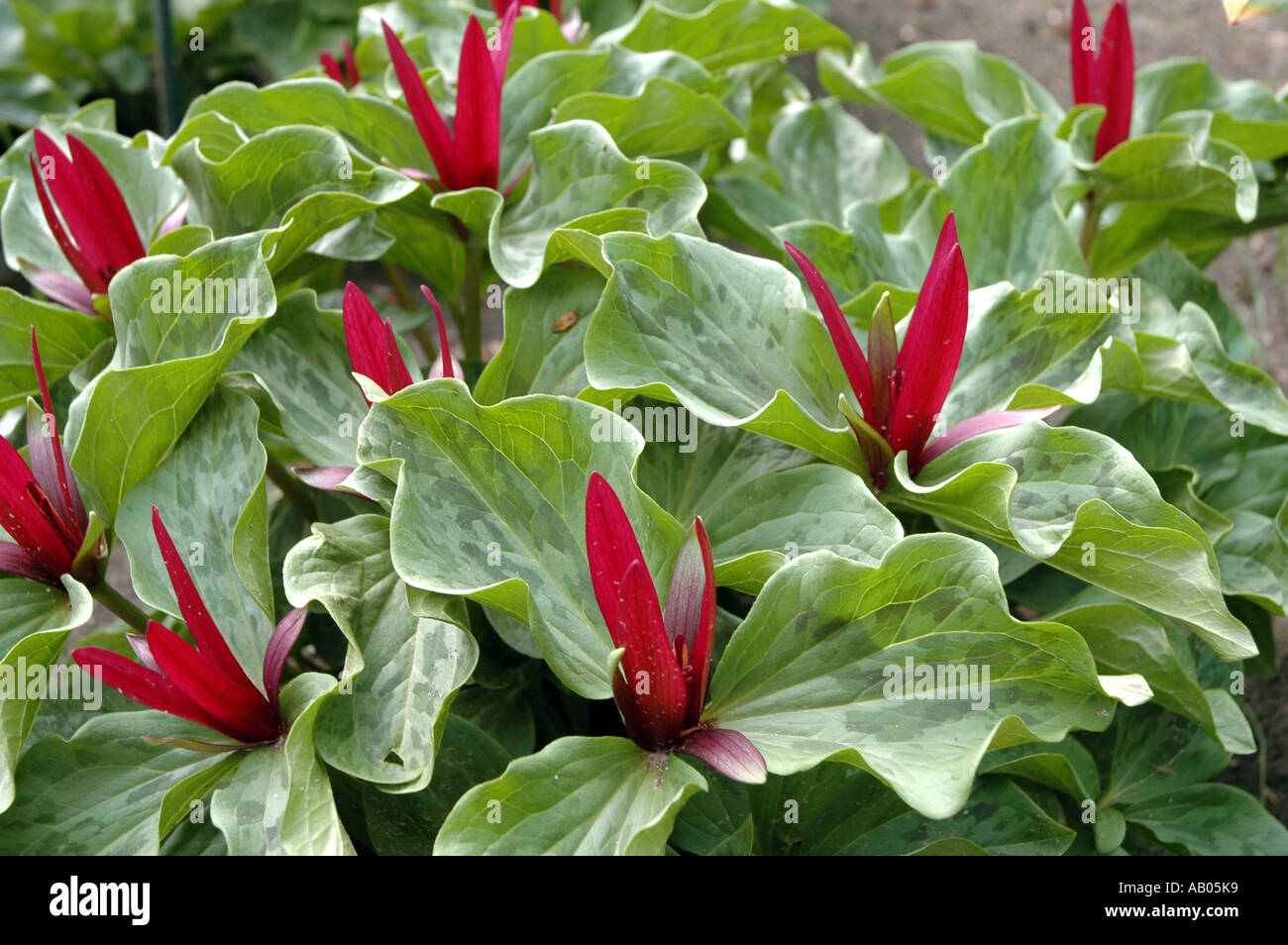 Giant Wake Robin (Trillium chloropetalum) also called Sessile Trillium or Giant Trillium Stock Photo