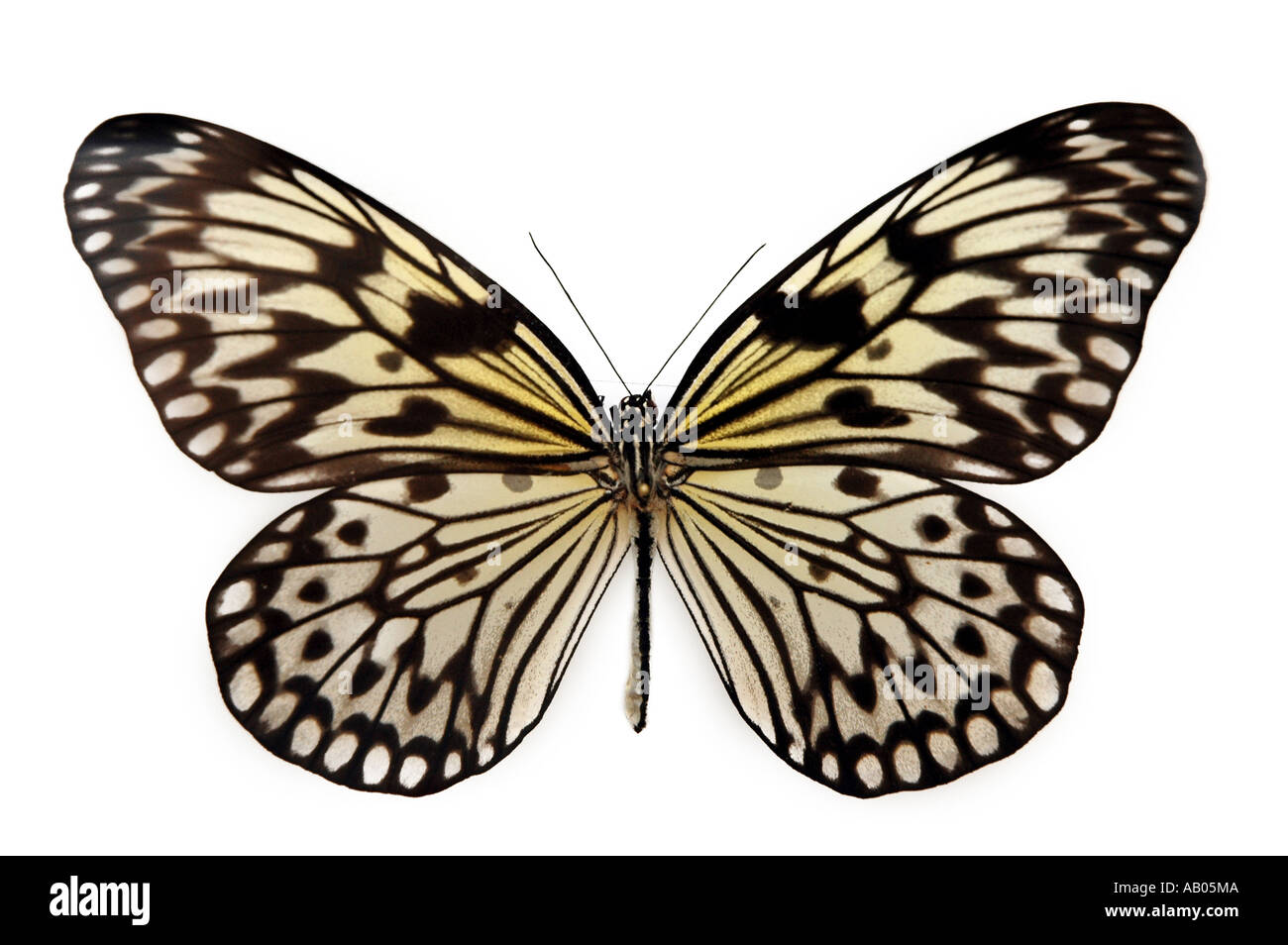Wood Nymph Idea leuconoe butterfly from Indonesia also called Tree Nymph or  Paper Kite Stock Photo - Alamy