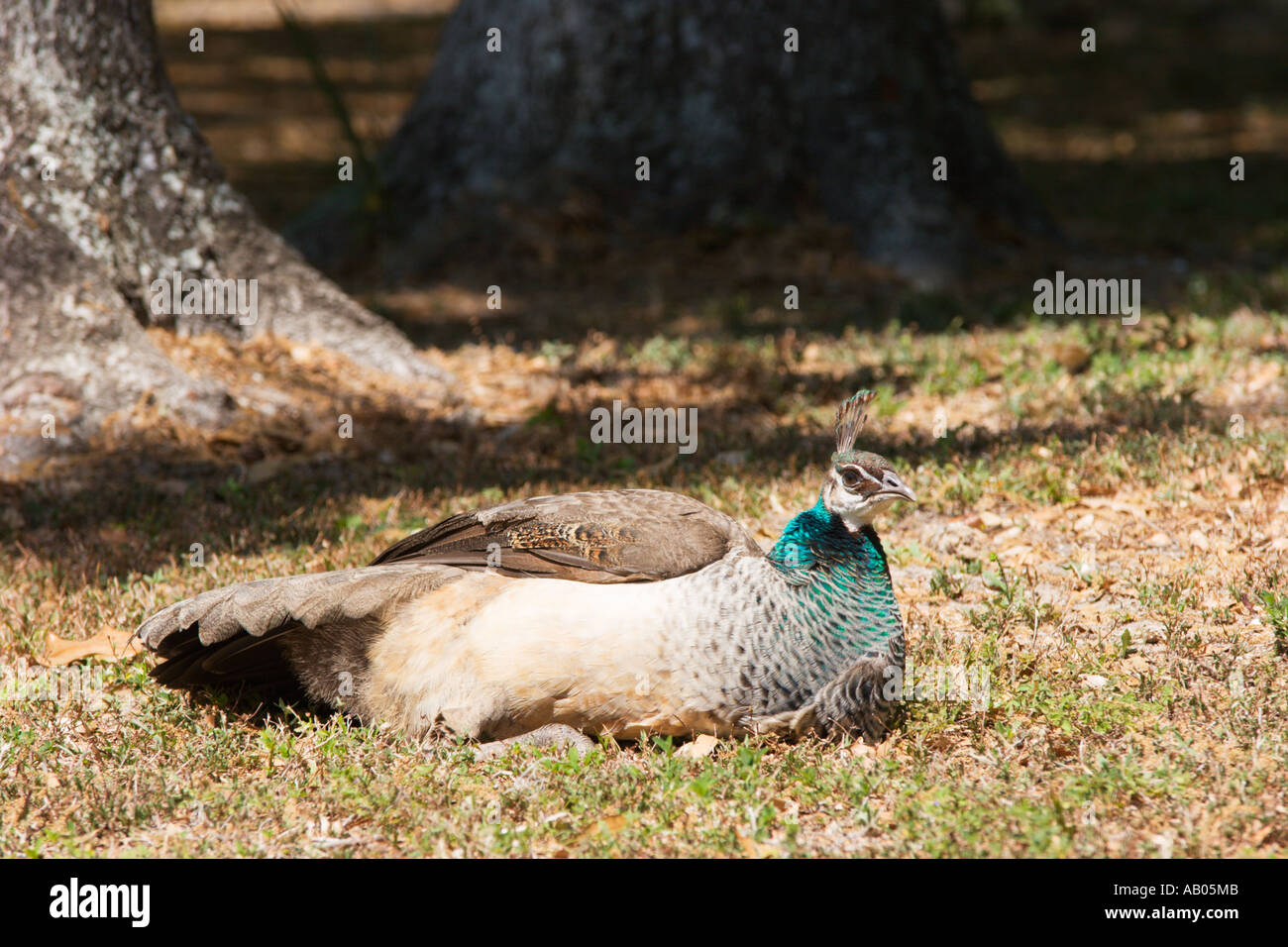 Female India Blue Peacock Stock Photo