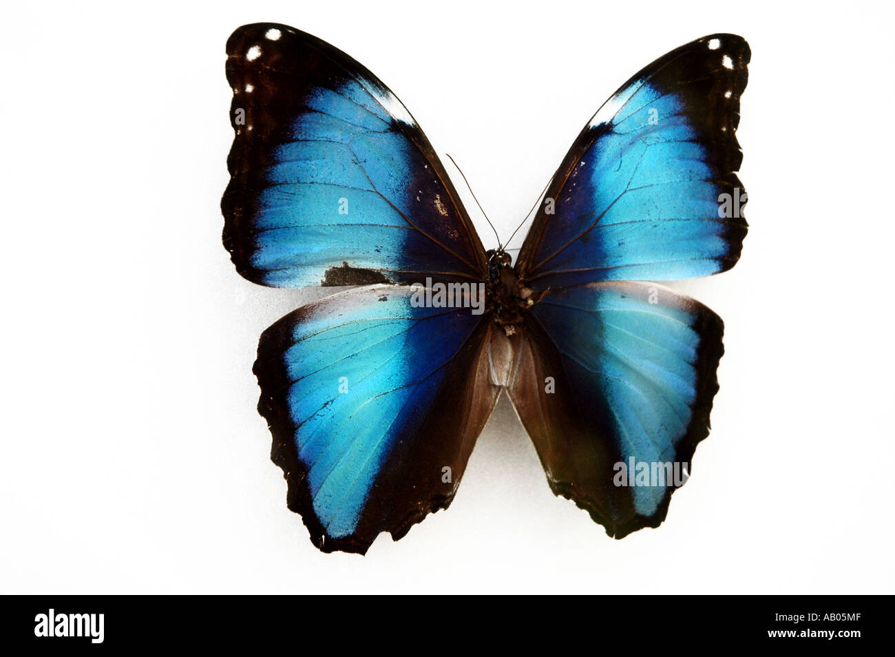 Morpho Deidamia Erica butterfly Stock Photo - Alamy
