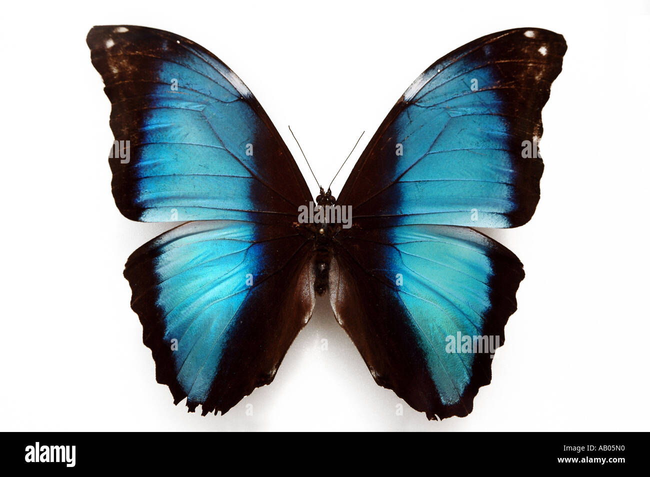 Morpho deidamia hi-res stock photography and images - Alamy