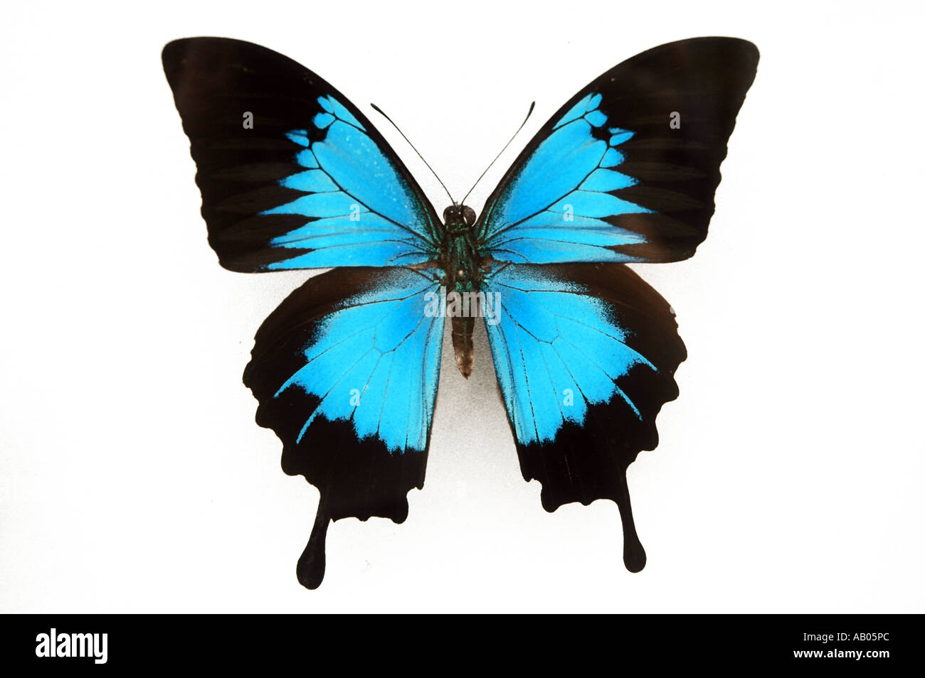 Blue Swallowtail butterfly Papilio Ulysses from Indonesia Stock ...