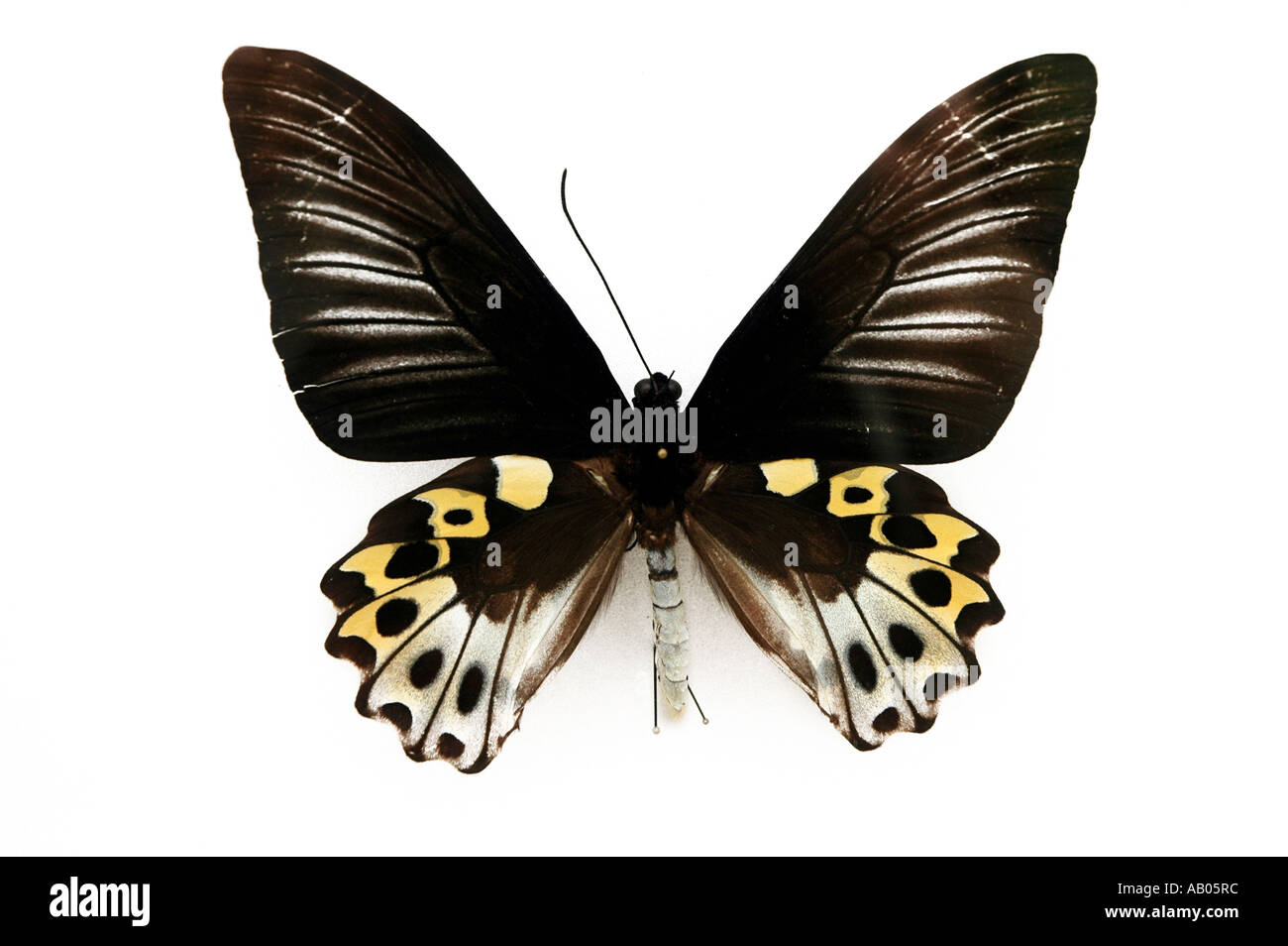Troides Hypolitus female butterfly Indonesia Stock Photo