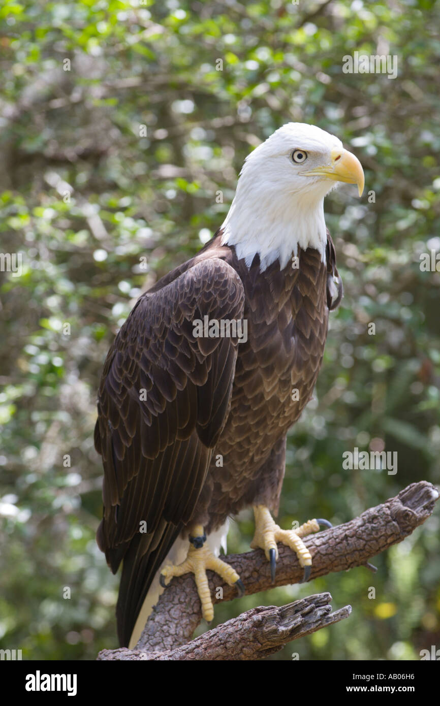 Bald Eagle in Captivity at Lowry Park Zoo in Tampa, Florida Stock Photo