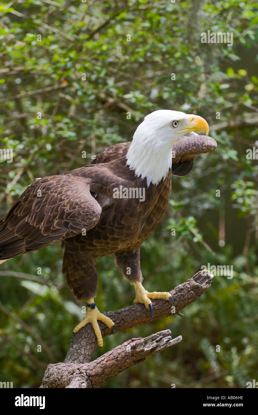 Bald Eagle in Captivity at Lowry Park Zoo in Tampa, Florida Stock Photo