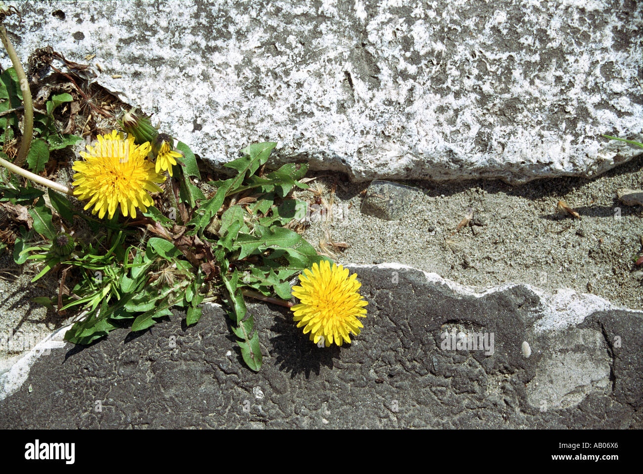 Dandelion growing on pavement hi-res stock photography and images - Alamy