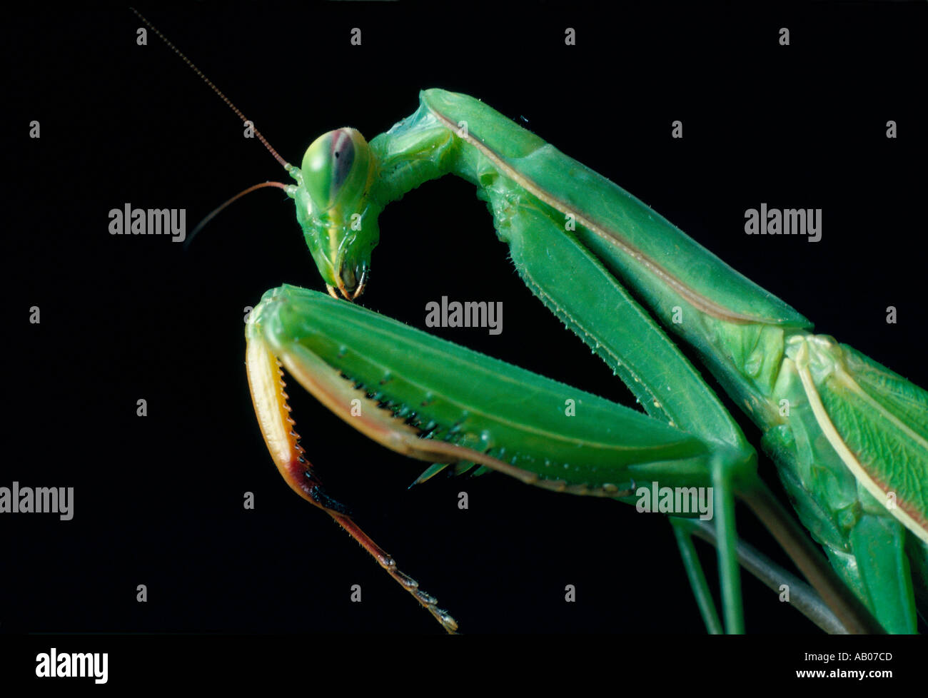 Close up on the head and mandibles of a Praying Mantis Stock Photo Alamy