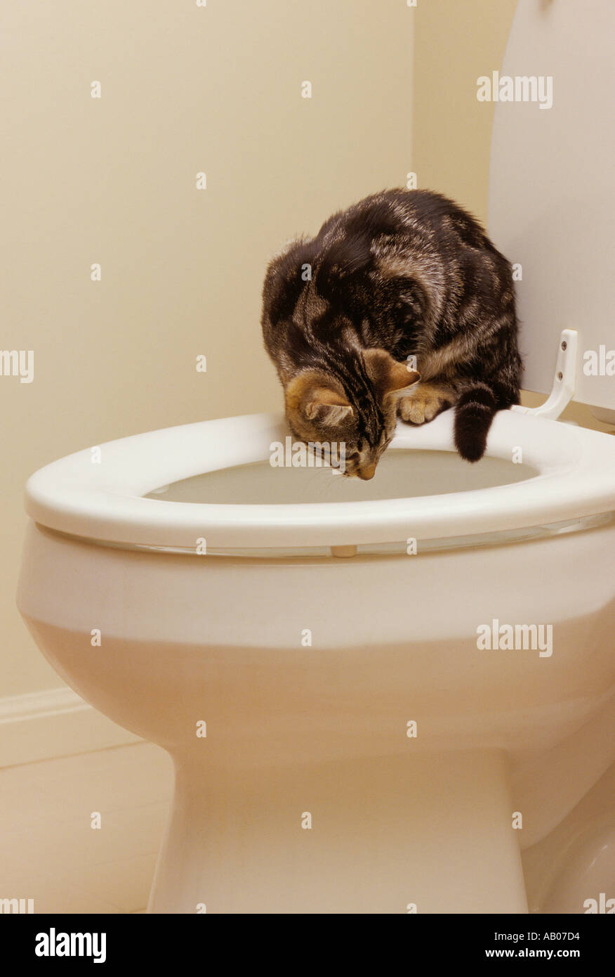 Four month old tabby kitten sits on a toilet seat and peers into the