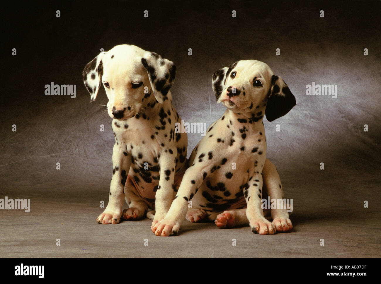 dalmatian puppies for sale trading post