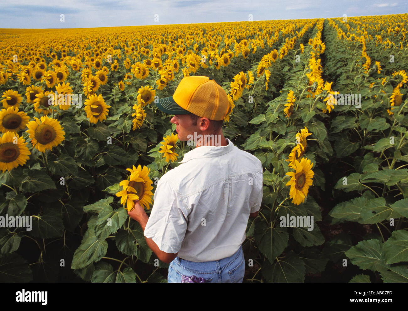 Agriculture Farmer looking over his sunflower crop / South Dakota