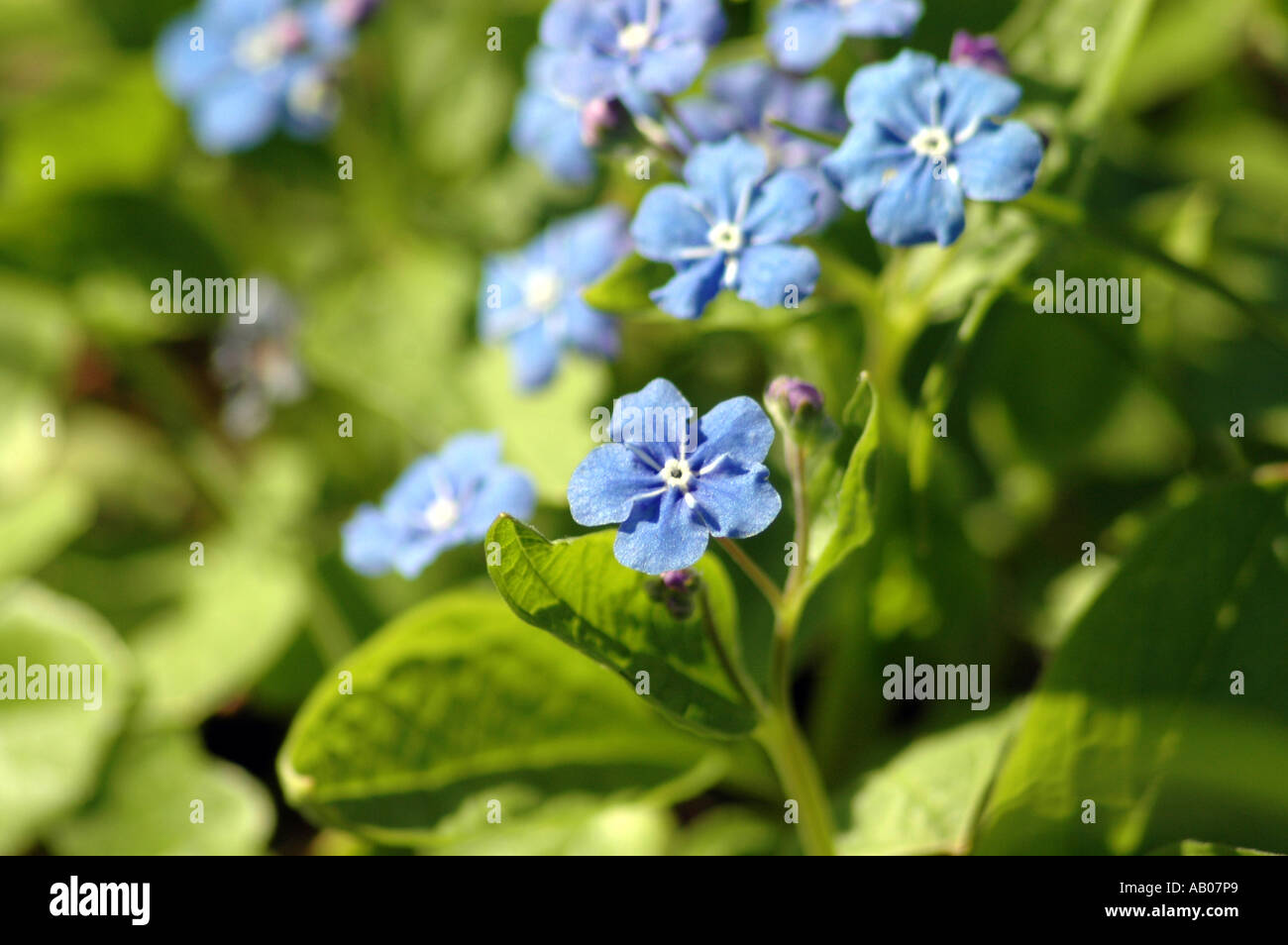 Blue Eyed Mary Omphalodes verna also called Creeping Forget-Me-Not Stock Photo