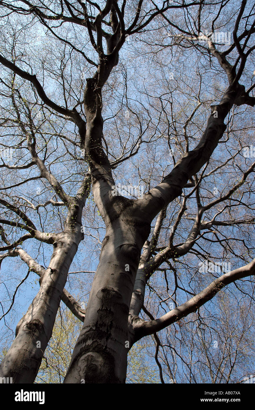 European Beech fagus sylvatica tree Stock Photo - Alamy