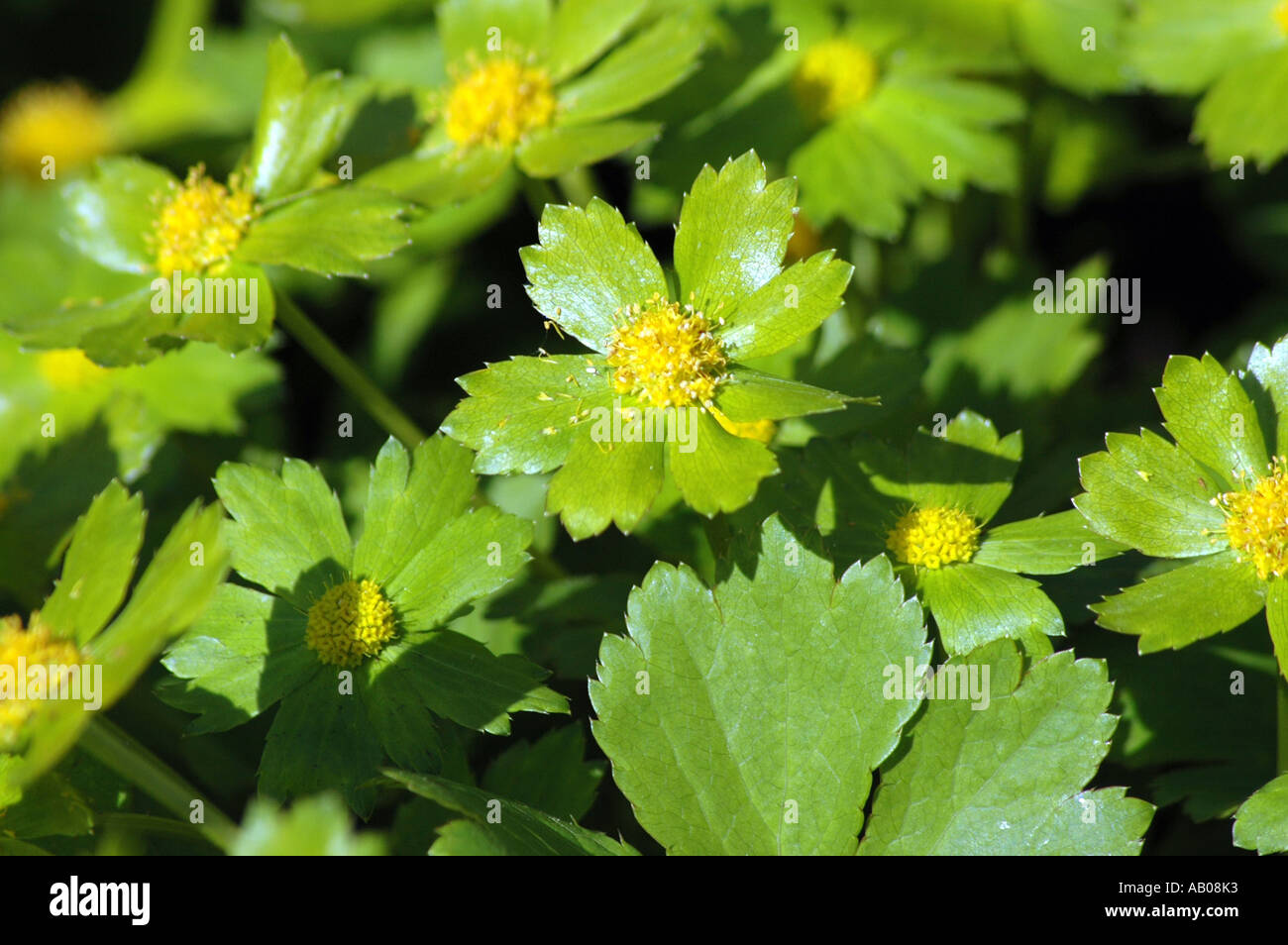 Hacquetia epipactis flowers Stock Photo