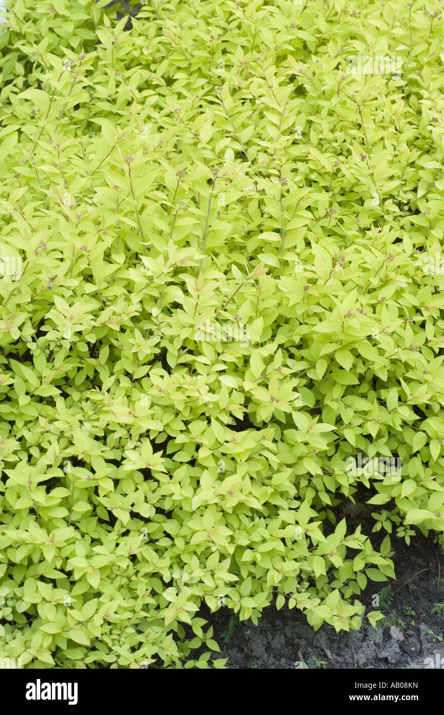 Young green yellow spring leaves of Japanese meadowsweet - Spiraea Japonica var Golden Princess, Japan Stock Photo