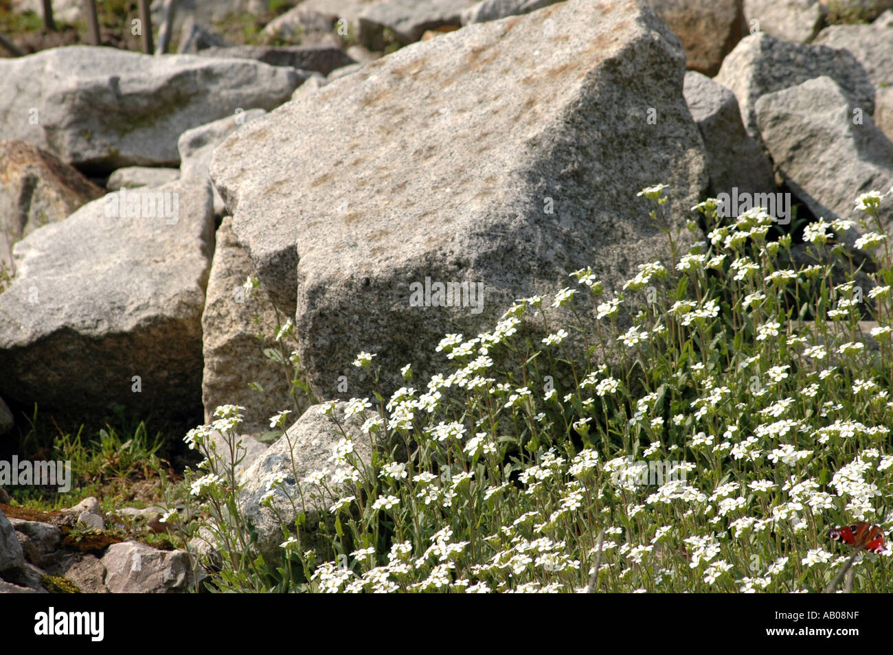 Alpine Rockcress Arabis Alpina also called Mountain rockcress Stock Photo
