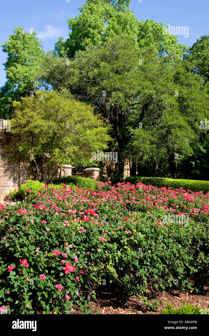 Rose Bushes Blooming, Fort Worth, Texas Botanical Gardens Stock Photo
