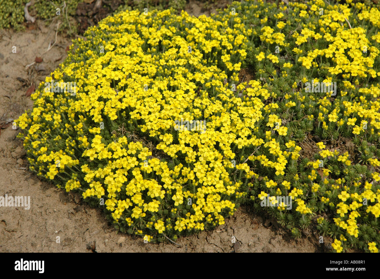 Fewflower draba Draba lasiocarpa yellow flowers Stock Photo