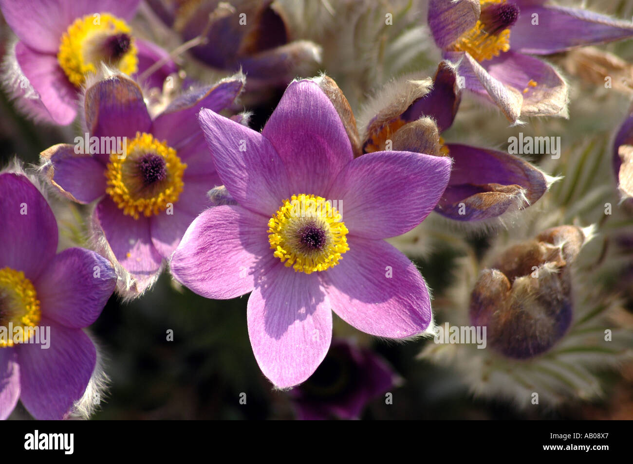 Pulsatilla Vulgaris Syn. Anemone Pulsatilla Pasque Flowers Stock Photo ...