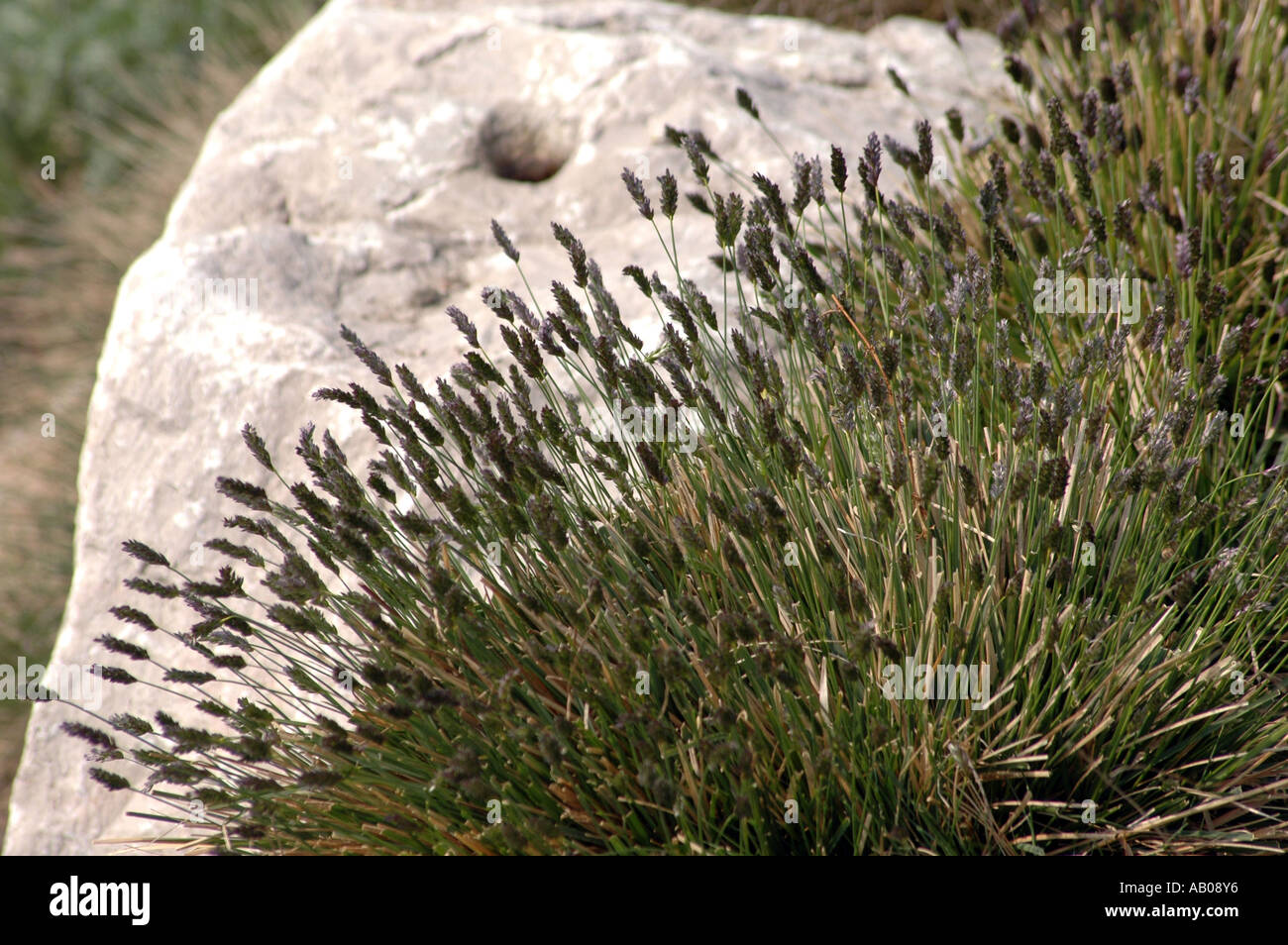 Blue Moor grass Sesleria varia Stock Photo