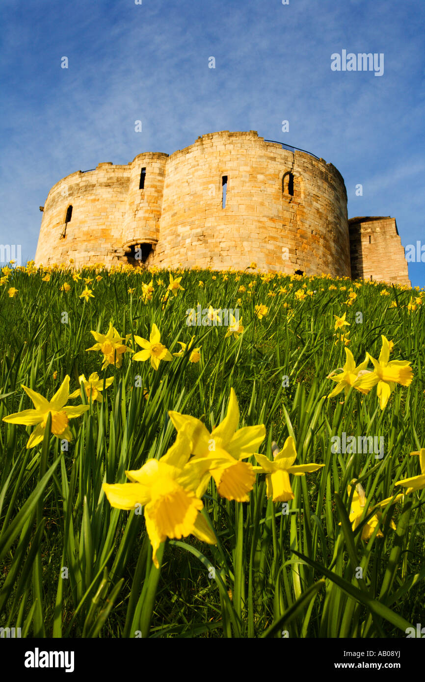 Spring Daffodils at Cliffords Tower in York Yorkshire England Stock