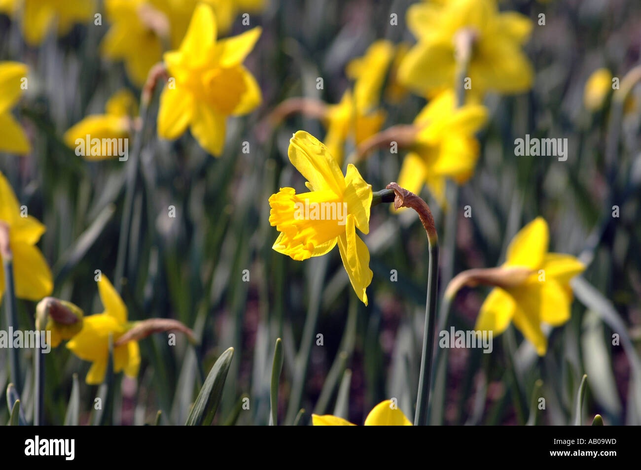 Narcissus Jonquil flower Stock Photo Alamy