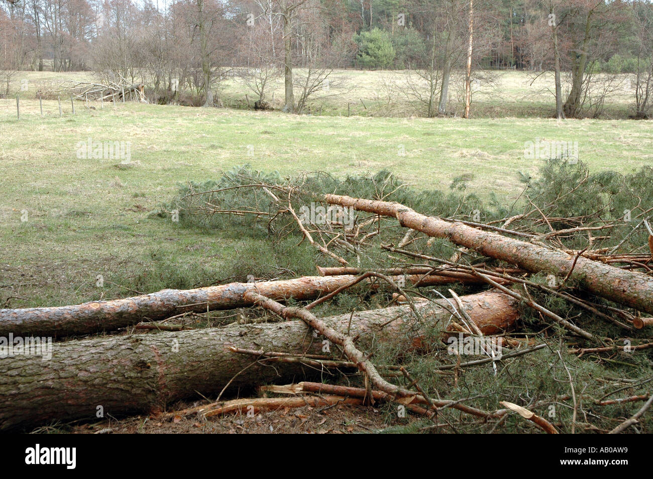 felled pine tree after illegal logging in polish forest Stock ...