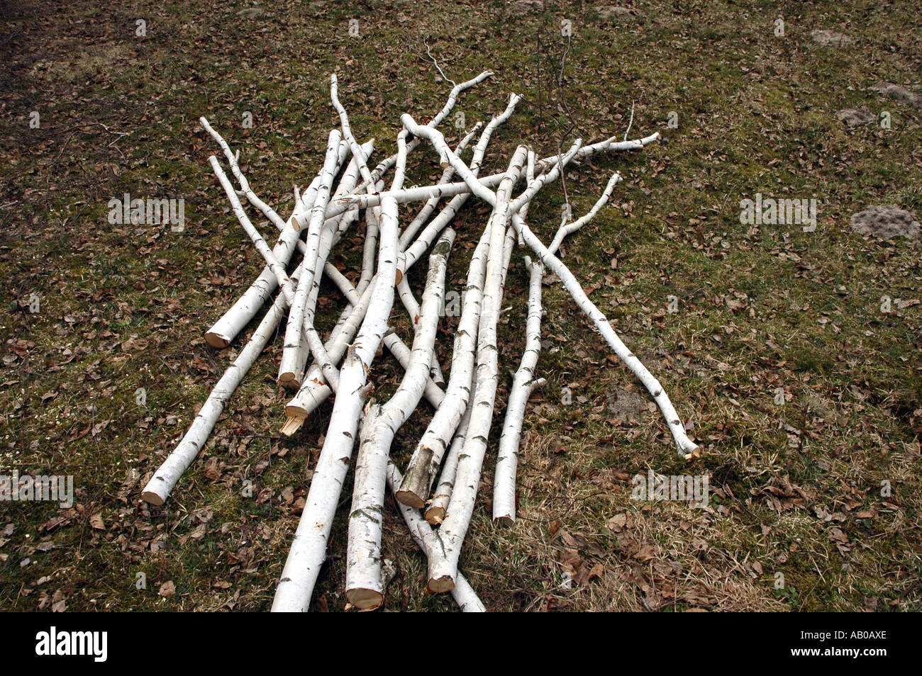 Birch-tree pieces in forest Stock Photo