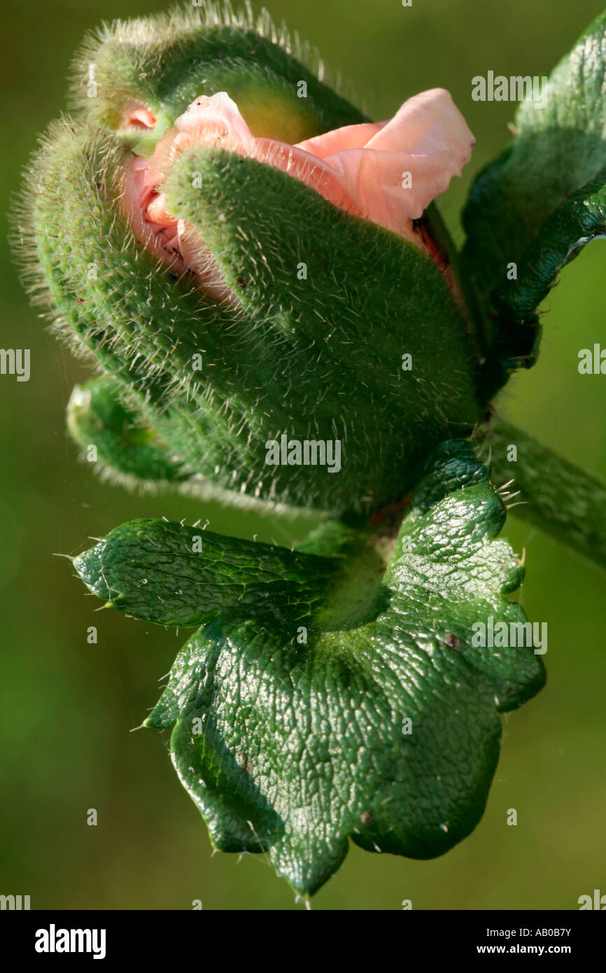 Oriental Poppy bud 'Mrs Perry' (Papaver orientale) about to bloom Stock Photo