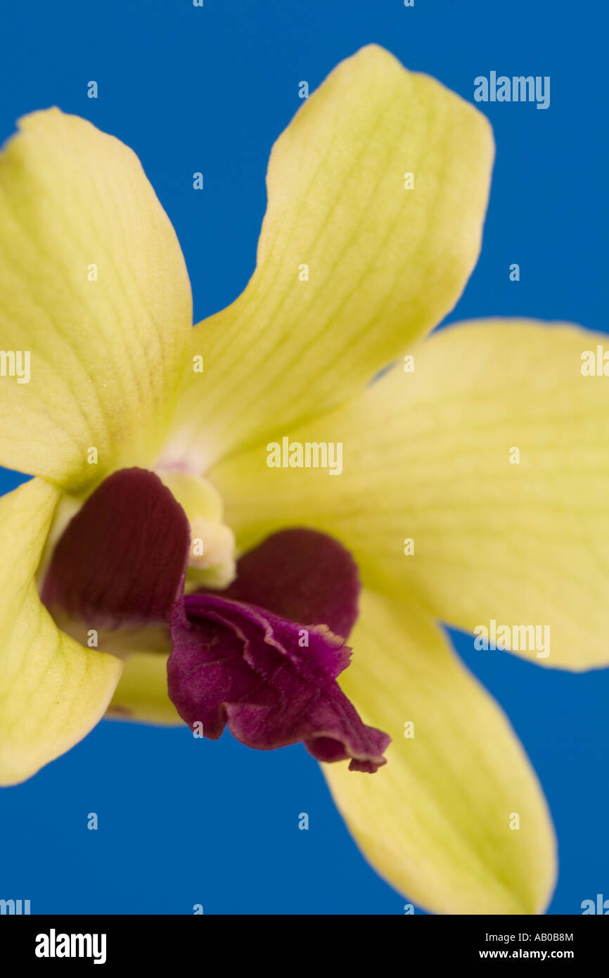 A single Orchid Dendrobium Phalaenopsis against a blue background Stock Photo