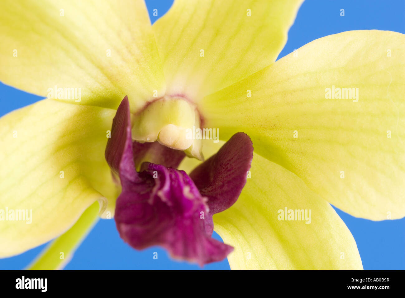 A single Orchid Dendrobium Phalaenopsis against a blue background Stock Photo