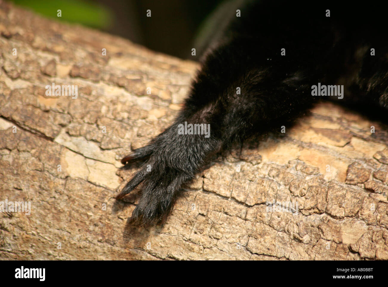 Tiny Goeldis Monkey Paw resting on tree branch and showing its claws Stock Photo
