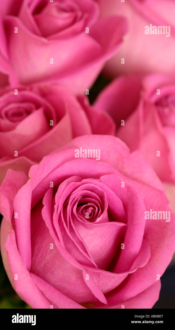 Upright roses hi-res stock photography and images - Alamy