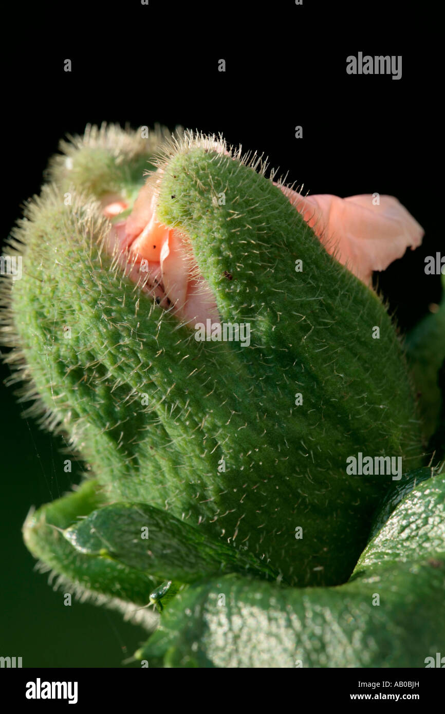 Oriental Poppy bud ( Royal Wedding ) about to bloom Stock Photo